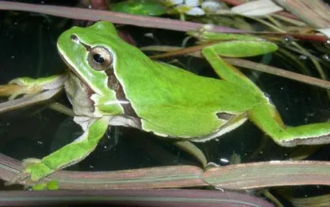España presenta su primera Lista Roja de especies amenazadas con 428 clasificadas