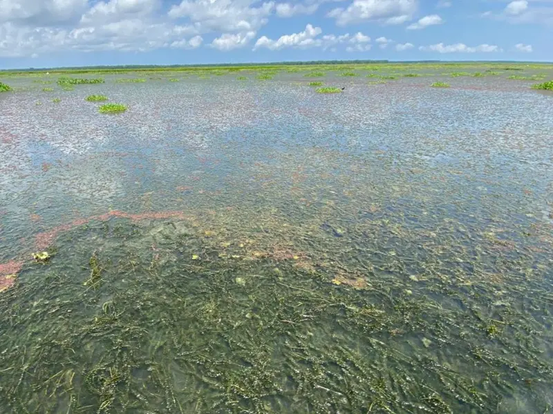 La planta invasora Hydrilla verticillata amenaza al humedal Ciénaga Grande de Santa Marta