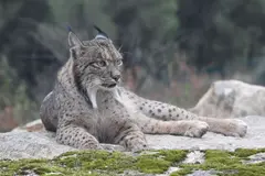 Aragón reintroduce linces ibéricos en el valle del Ebro con seguimiento GPS