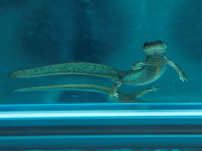 El 25% de los anfibios en España enfrenta amenaza de extinción