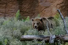 Aumento de la presencia de osos cerca de Oviedo por colmenas en bosques