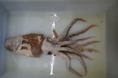 El calamar de Poseidón, nueva especie marina española reconocida entre las más extraordinarias