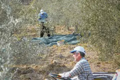 Andalucía avanza en economía circular con biocomposites de residuos de olivar