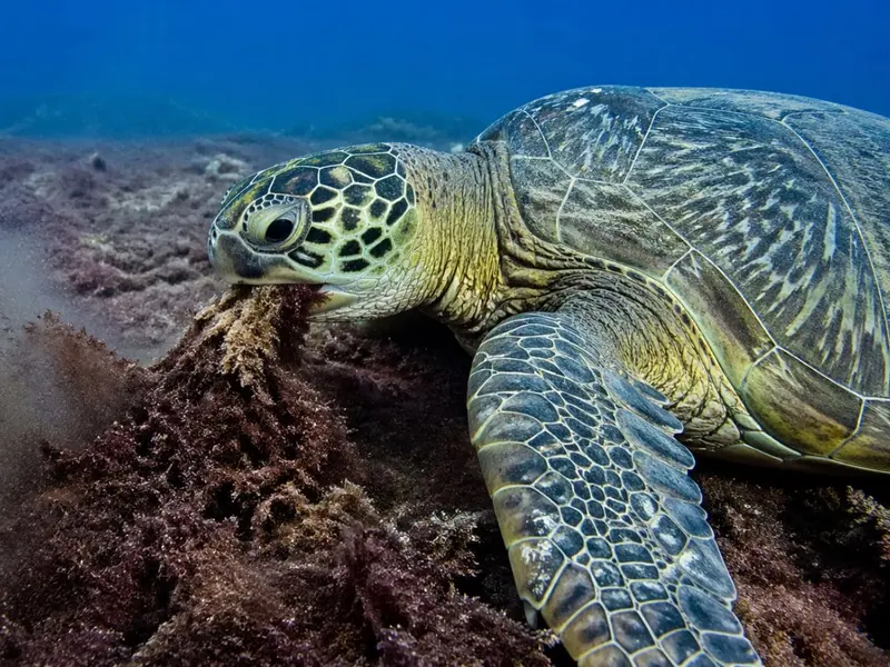Tortugas marinas en Hawái podrían ayudar a controlar alga invasora en arrecifes