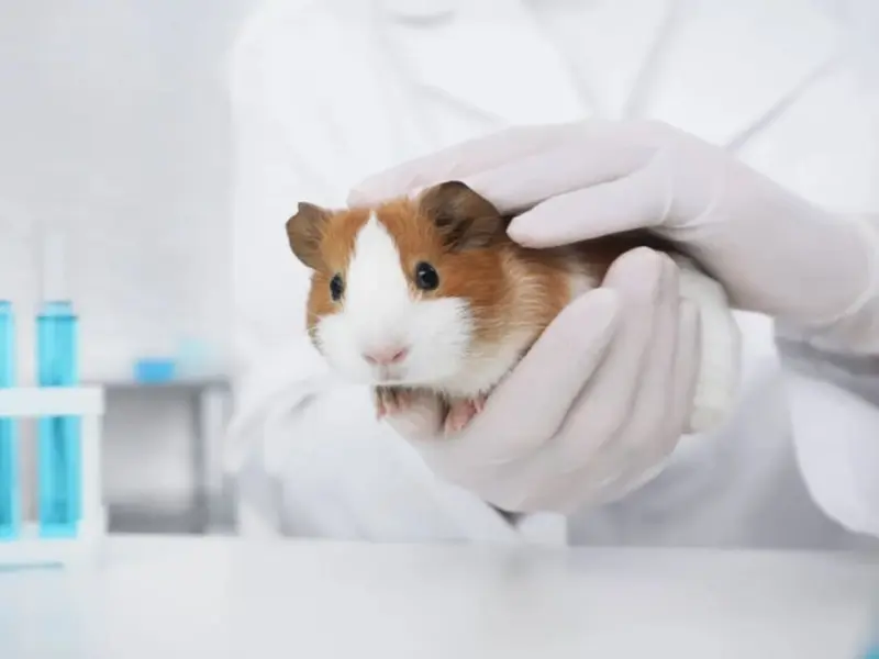 Día Mundial del Animal de Laboratorio 2026: denuncia y celebración del hámster