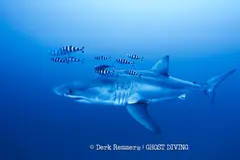Primera filmación de un tiburón blanco en el Mediterráneo durante retirada de redes fantasma
