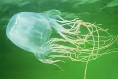 Descubren nueva medusa mortal en Singapur: Chironex blakangmati