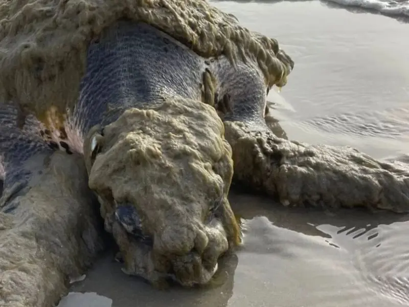 Rescatan a tortuga marina lora en Texas cubierta por organismos marinos
