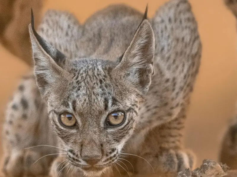 Nacen en Castilla y León los primeros cachorros de lince ibérico tras décadas de ausencia