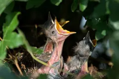 Invertir energía en la reproducción acelera el envejecimiento según un nuevo estudio