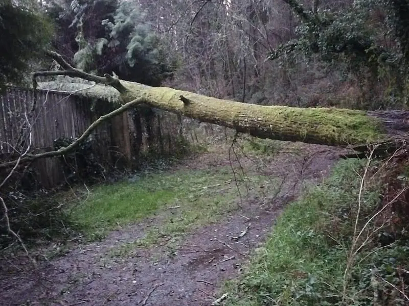 Oleiros sufre incidentes por el temporal: caída de árboles y daños en servicios