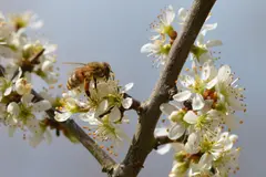 Día Mundial de las Abejas 2026: ONU advierte sobre el declive de polinizadores esenciales