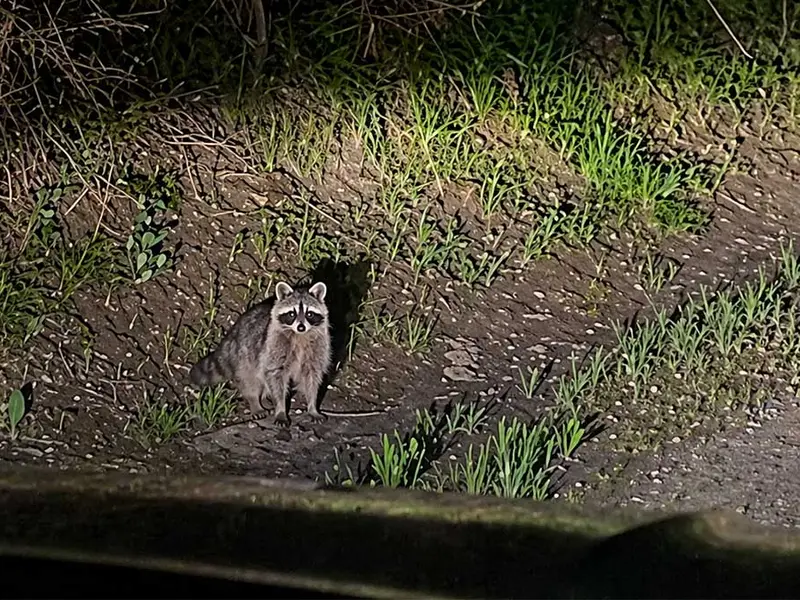 Los mapaches amenazan la biodiversidad en España debido a su invasión