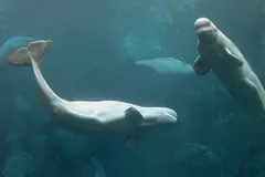 Las belugas en cautividad serán trasladadas a acuarios en España y Estados Unidos