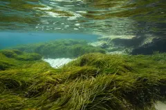 Praderas y marismas ibéricas almacenan el 25% de las emisiones de CO₂ anuales