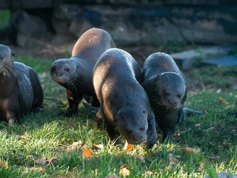 Regreso de la nutria gigante a Argentina: un avance para el ecosistema
