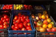 Agricultor español revive semillas de 1940 y recupera el sabor original de los tomates
