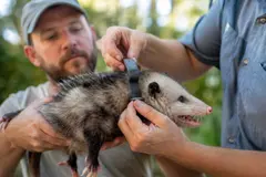 Zarigüeyas marcadas ayudan a localizar pitones birmanas en Florida