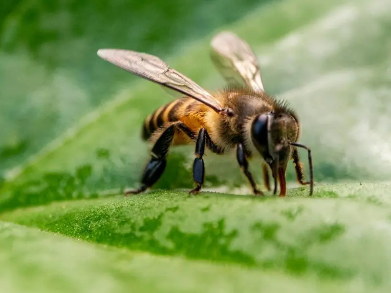 La Universidad de las Islas Baleares gana el Golden Bee Award por conservar abejas