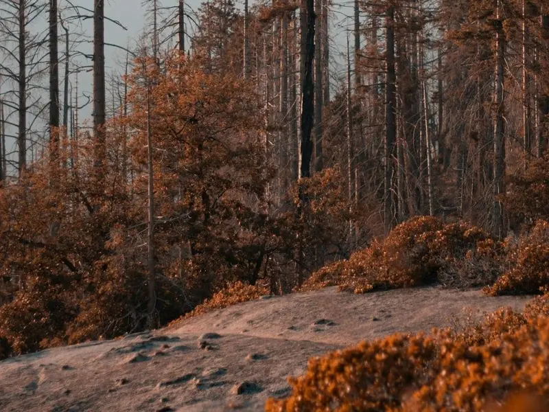 La memoria de los ecosistemas cambiará la gestión de incendios forestales en Europa