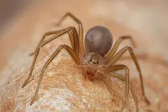 Alerta por la araña violinista en España: precauciones y recomendaciones