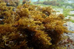 Bosques marinos en costas españolas sufren un retroceso del 80% en 50 años