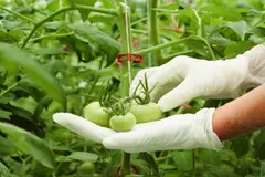 El Día Internacional de la Sanidad Vegetal 2026 y su impacto en la seguridad alimentaria global