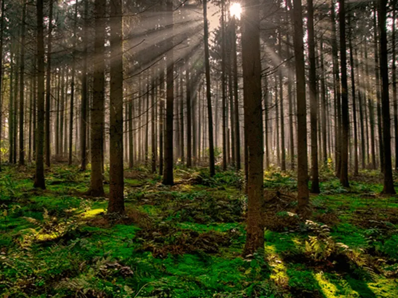 La bioeconomía forestal, clave para combatir la despoblación en Castilla-La Mancha