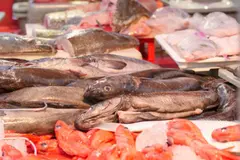 Estudio revela migración de bisfenoles en envases de alimentos hacia pescado