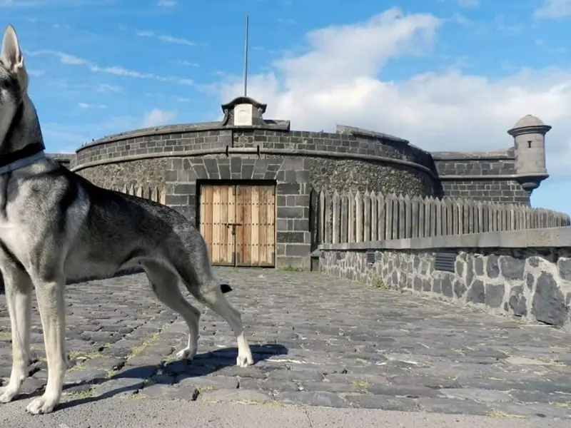 El lobito herreño, a un paso de ser raza oficial en España