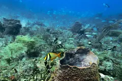 Identifican refugios climáticos marinos para contrarrestar el cambio climático