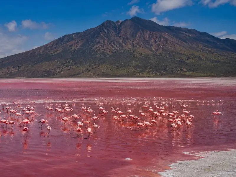 El Lago Natron: Un humedal extremo y refugio vital para los flamencos menores