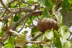 El árbol 'dinamita' que lanza semillas para sobrevivir en la selva tropical