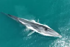 Avistamientos anticipados de rorcuales en la costa catalana por lluvias intensas