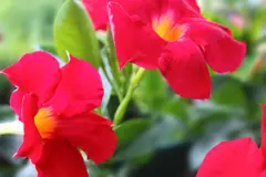 Dipladenia: la nueva favorita para balcones resistentes al calor