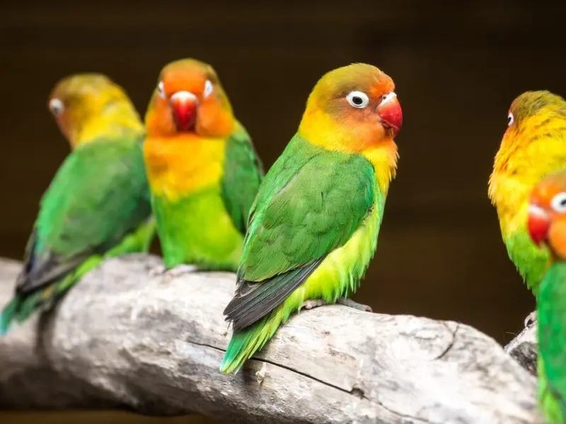 El Gobierno revisa la tenencia de periquitos y otros animales de compañía en España