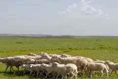 El pastoreo en El Bierzo reduce el impacto ambiental de los gasoductos