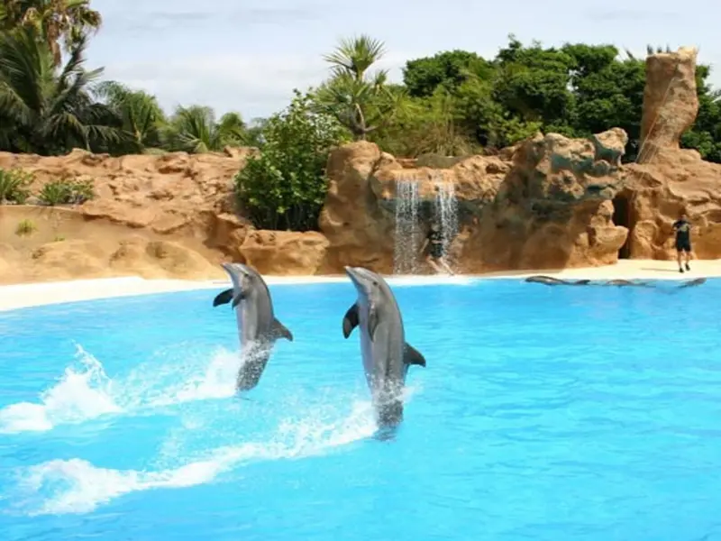 El Día Mundial de los Delfines en Cautiverio 2026 denuncia el sufrimiento de estos mamíferos
