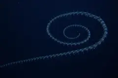 Descubren sifonóforo gigante en Australia: un hallazgo que redefine el océano profundo