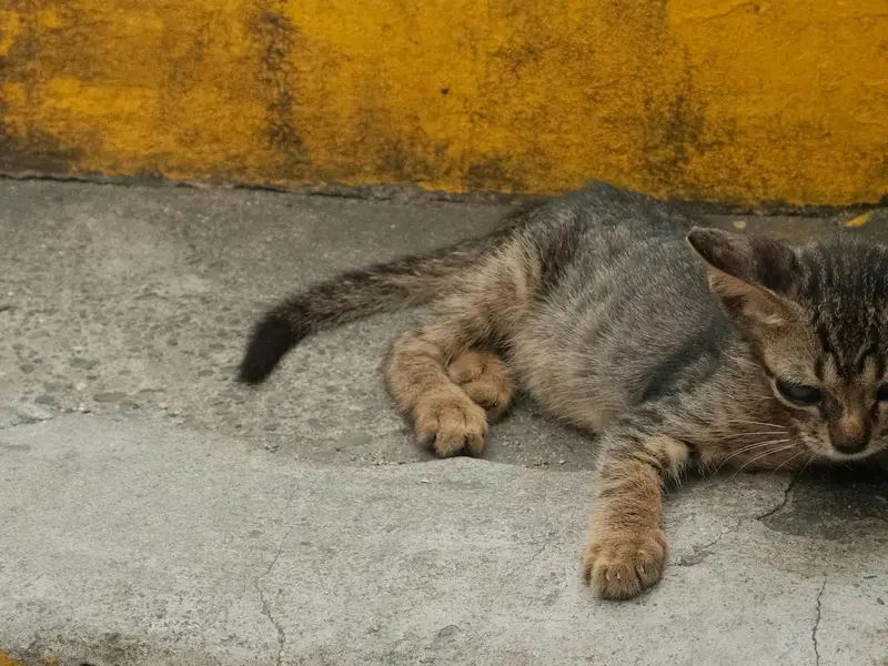 Extremadura enfrenta crisis por abandono masivo de cachorros y falta de recursos