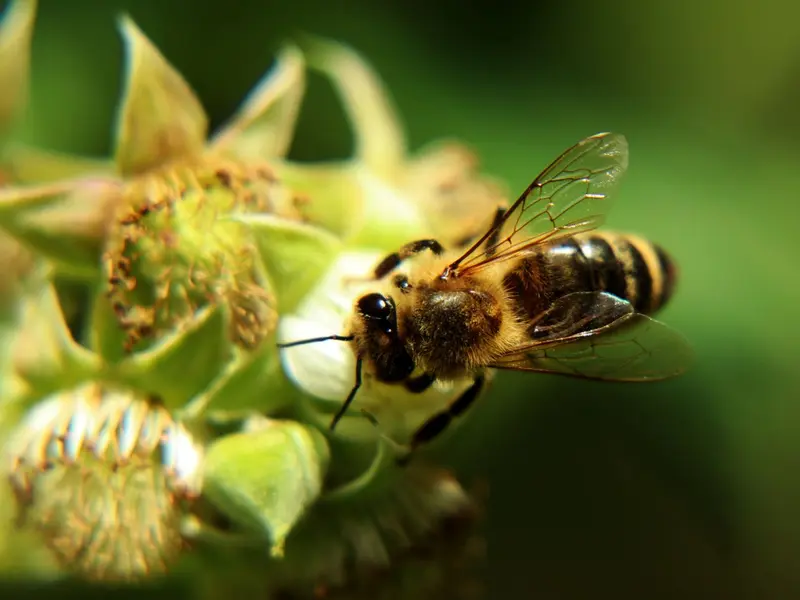 Investigadores crean dieta mejorada para abejas que multiplica su cría por 15