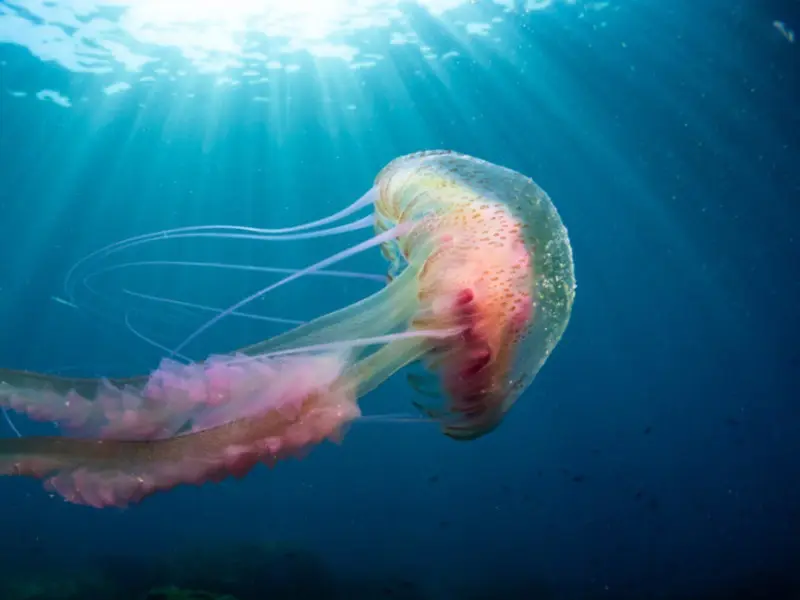 Criopreservación de larvas de medusa: un avance revolucionario en la conservación marina