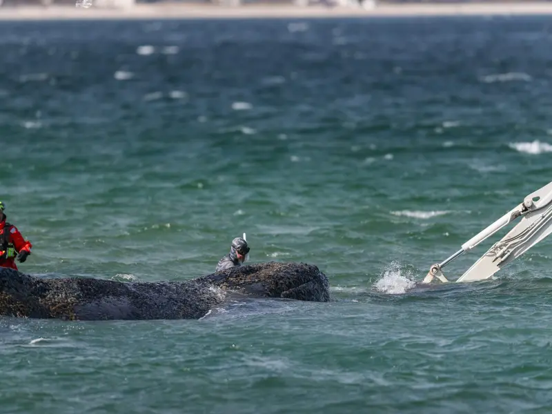 La ballena jorobada Timmy será convertida en biocombustible tras su muerte