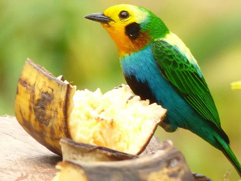 Estudio muestra que aves en Perú cambian su calendario reproductivo por lluvias