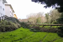 Nuevo árbol caído en Oleiros reaviva la polémica sobre mantenimiento arbóreo