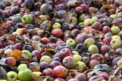 La IA podría reducir el desperdicio de alimentos a la mitad y mitigar el cambio climático