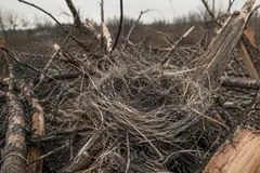 Aves en Ucrania construyen nidos con cables de drones: una nueva amenaza ambiental