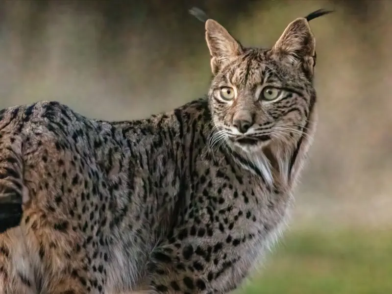 Los linces ibéricos dejan de ser una población aislada en España