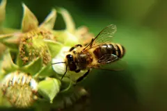 Investigadores crean dieta mejorada para abejas que multiplica su cría por 15
