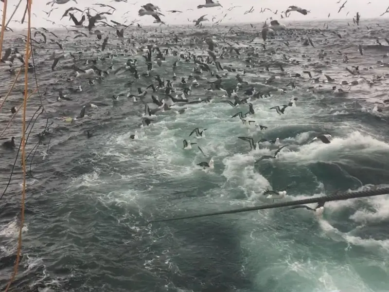 Biólogos alertan sobre la mortalidad de albatros en Perú por anzuelos de pescadores
